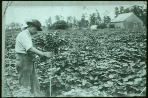 Establishing Kudzu in early 20th century FL